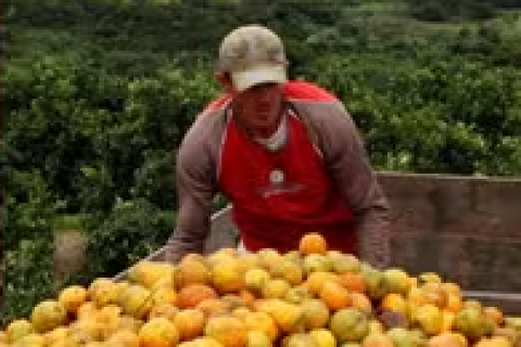 'Suco de laranja é substituível': tarifa de Trump gera incerteza no setor, mesmo com consumo dos EUA dependente do Brasil