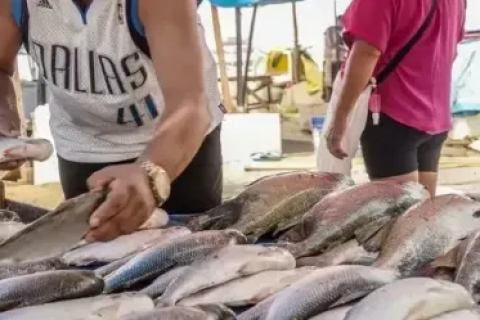 COP30 em Belém: Veja como funciona o mercado de peixes do Ver-o-Peso